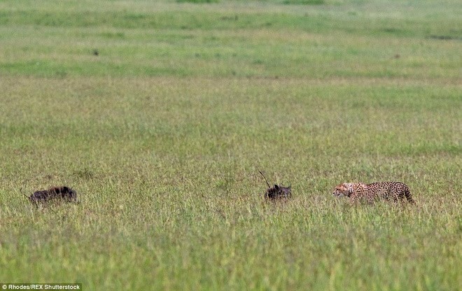 Khi đi thăm Khu bảo tồn Maasai Mara ở Kenya, nhiếp ảnh gia Charlotte Rhodes đã bắt gặp màn săn đuổi giữa chú báo đốm và hai con lợn rừng.